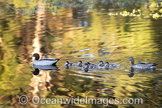 Australian Wood Duck (Chenonetta jubata), male and female with ducklings. Also known as Maned Duck or Maned Goose. Found in grasslands, open woodlands, wetlands, flooded pastures, and coastal inlets and bays throughout Australia. Photo - Gary Bell Australian Wood Duck (Chenonetta jubata), male and female with ducklings. Also known as Maned Duck or Maned Goose. Found in grasslands, open woodlands, wetlands, flooded pastures, and coastal inlets and bays throughout Australia. Photo - Gary Bell