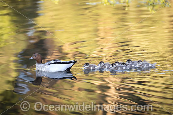 Australian Wood Duck (Chenonetta jubata), male with ducklings. Also known as Maned Duck or Maned Goose. Found in grasslands, open woodlands, wetlands, flooded pastures, and coastal inlets and bays throughout Australia. Photo - Gary Bell Australian Wood Duck (Chenonetta jubata), male with ducklings. Also known as Maned Duck or Maned Goose. Found in grasslands, open woodlands, wetlands, flooded pastures, and coastal inlets and bays throughout Australia. Photo - Gary Bell