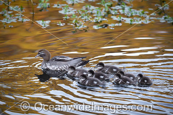 Australian Wood Duck (Chenonetta jubata), female with ducklings. Also known as Maned Duck or Maned Goose. Found in grasslands, open woodlands, wetlands, flooded pastures, and coastal inlets and bays throughout Australia. Photo - Gary Bell