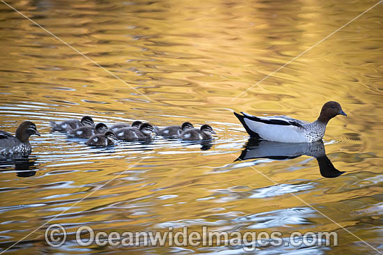 Australian Wood Duck (Chenonetta jubata), male and female with ducklings. Also known as Maned Duck or Maned Goose. Found in grasslands, open woodlands, wetlands, flooded pastures, and coastal inlets and bays throughout Australia. Photo - Gary Bell Australian Wood Duck (Chenonetta jubata), male and female with ducklings. Also known as Maned Duck or Maned Goose. Found in grasslands, open woodlands, wetlands, flooded pastures, and coastal inlets and bays throughout Australia. Photo - Gary Bell