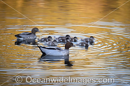 Australian Wood Duck (Chenonetta jubata), male and female with ducklings. Also known as Maned Duck or Maned Goose. Found in grasslands, open woodlands, wetlands, flooded pastures, and coastal inlets and bays throughout Australia. Photo - Gary Bell Australian Wood Duck (Chenonetta jubata), male and female with ducklings. Also known as Maned Duck or Maned Goose. Found in grasslands, open woodlands, wetlands, flooded pastures, and coastal inlets and bays throughout Australia. Photo - Gary Bell