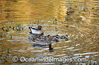 Australian Wood Ducks Photo - Gary Bell