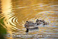 Duck with Ducklings Photo - Gary Bell