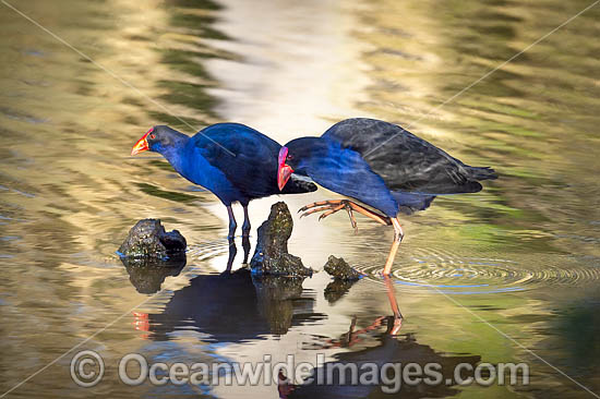 Purple Swamphen (Porphyrio porphyrio). Found around fresh water, usually near reeds in southern Western Australia and eastern Australia. Photo taken in Coffs Harbour, NSW, Australia. Photo - Gary Bell Purple Swamphen (Porphyrio porphyrio). Found around fresh water, usually near reeds in southern Western Australia and eastern Australia. Photo taken in Coffs Harbour, NSW, Australia. Photo - Gary Bell