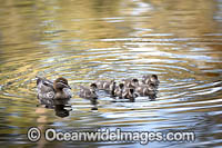 Duck with Ducklings Photo - Gary Bell