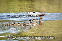 Wood duck family Photo - Gary Bell