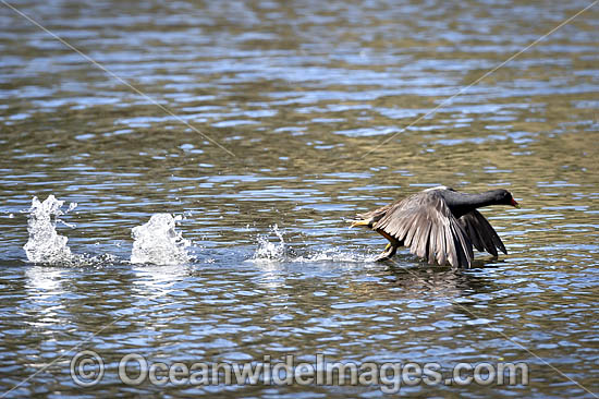 Dusky Moorhen flying photo