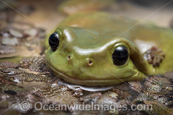 Green Tree Frog photo