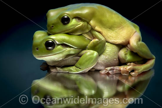 Green Tree Frog photo