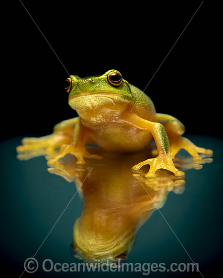 Dainty Green Tree Frog photo