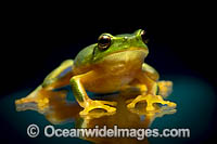 Dainty Green Tree Frog Photo - Gary Bell