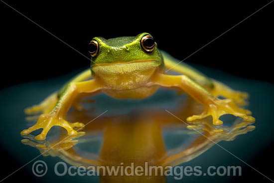 Dainty Green Tree Frog photo