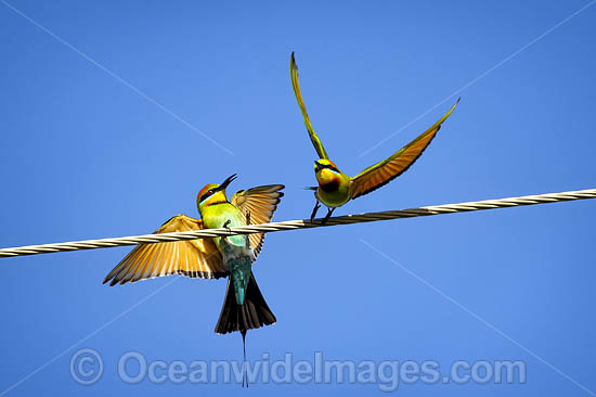 Rainbow Bee-eater photo