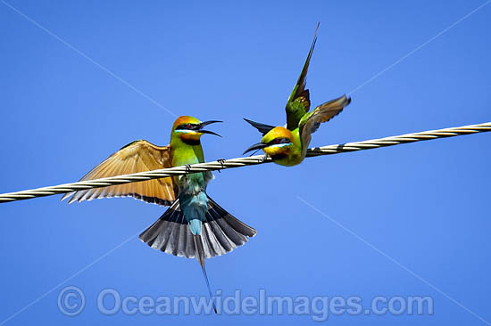 Rainbow Bee-eater (Merops ornatus). Found during summer in forested areas of southern Australia, excluding Tasmania. Migrate north during winter to northern Australia, New Guinea and southern islands of Indonesia. Photo - Gary Bell Rainbow Bee-eater (Merops ornatus). Found during summer in forested areas of southern Australia, excluding Tasmania. Migrate north during winter to northern Australia, New Guinea and southern islands of Indonesia. Photo - Gary Bell