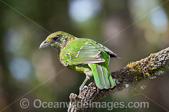 Green Catbird (Ailuroedus crassirostris). Found throughout south-eastern Queensland and eastern New South Wales, Australia, in sub-tropical and sub-temperate rainforests. Also found occasionally near eucalypt forests and paperbark forests. Photo - Gary Bell Green Catbird (Ailuroedus crassirostris). Found throughout south-eastern Queensland and eastern New South Wales, Australia, in sub-tropical and sub-temperate rainforests. Also found occasionally near eucalypt forests and paperbark forests. Photo - Gary Bell