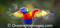 Rainbow Lorikeet Photo - Gary Bell