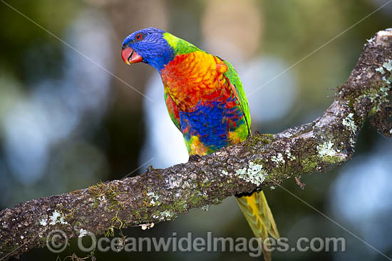 Rainbow Lorikeet photo Rainbow Lorikeet photo