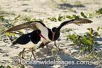 Pied Oystercatcher Photo - Gary Bell