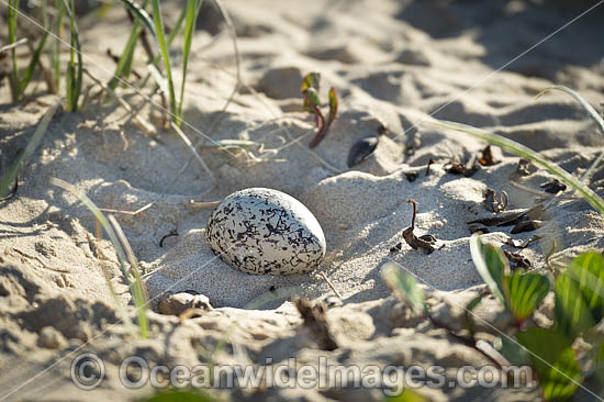 Pied Oystercatcher nest photo