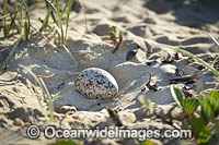 Pied Oystercatcher nest Photo - Gary Bell