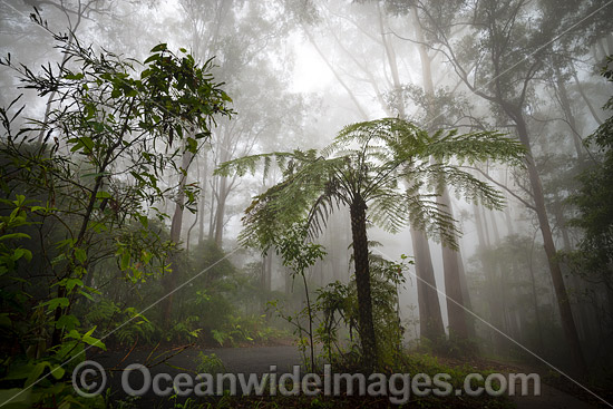 Bruxner Park Rainforest photo