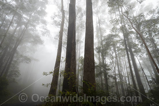 Rainforest cloaked in mist. Bruxner Park Flora Reserve. Coffs Harbour, New South Wales, Australia. Photo - Gary Bell
