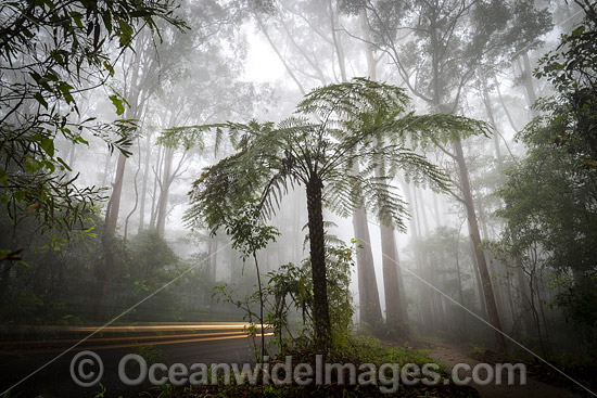 Rainforest cloaked in mist. Bruxner Park Flora Reserve. Coffs Harbour, New South Wales, Australia. Photo - Gary Bell Rainforest cloaked in mist. Bruxner Park Flora Reserve. Coffs Harbour, New South Wales, Australia. Photo - Gary Bell