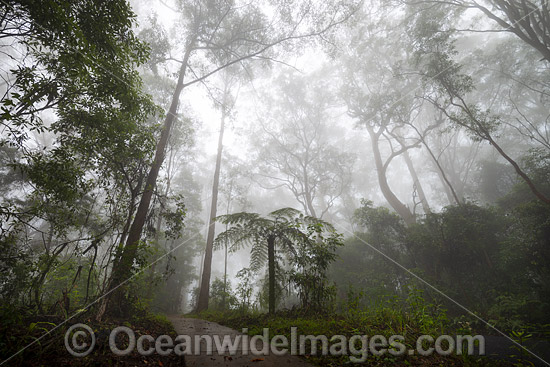 Bruxner Park Rainforest photo