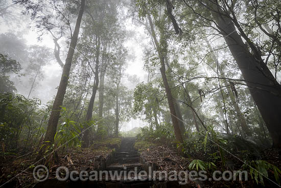 Rainforest cloaked in mist. Bruxner Park Flora Reserve. Coffs Harbour, New South Wales, Australia. Photo - Gary Bell
