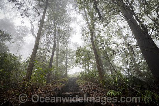 Bruxner Park Rainforest photo