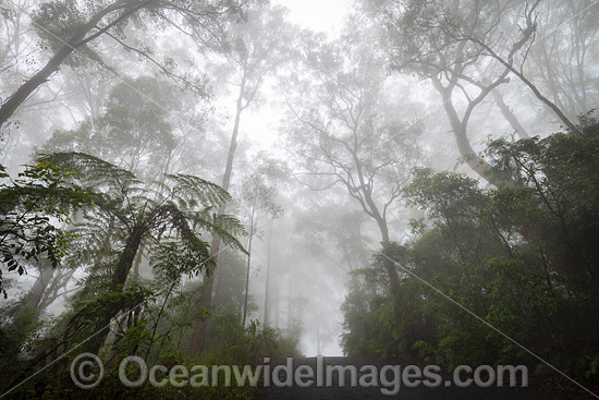 Bruxner Park Rainforest photo