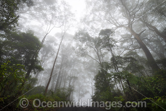 Rainforest cloaked in mist. Bruxner Park Flora Reserve. Coffs Harbour, New South Wales, Australia. Photo - Gary Bell Rainforest cloaked in mist. Bruxner Park Flora Reserve. Coffs Harbour, New South Wales, Australia. Photo - Gary Bell