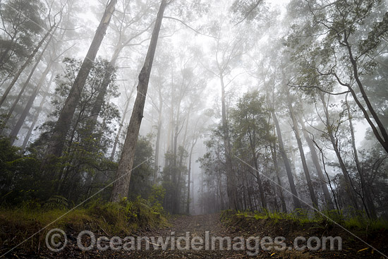 Rainforest cloaked in mist. Bruxner Park Flora Reserve. Coffs Harbour, New South Wales, Australia. Photo - Gary Bell Rainforest cloaked in mist. Bruxner Park Flora Reserve. Coffs Harbour, New South Wales, Australia. Photo - Gary Bell