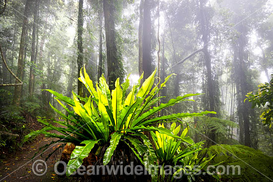 Bird's-nest Fern in rainforest draped in mist. Dorrigo National Park, part of the Gondwana Rainforests of Australia World Heritage Area. Dorrigo, NSW, Australia. Inscribed on the World Heritage List in recognition of its outstanding universal value. Photo - Gary Bell Bird's-nest Fern in rainforest draped in mist. Dorrigo National Park, part of the Gondwana Rainforests of Australia World Heritage Area. Dorrigo, NSW, Australia. Inscribed on the World Heritage List in recognition of its outstanding universal value. Photo - Gary Bell