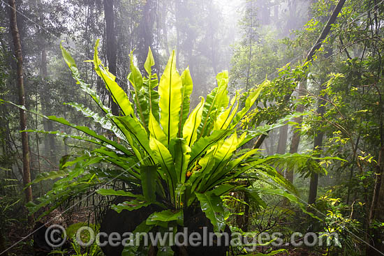 Bird's-nest Fern in rainforest draped in mist. Dorrigo National Park, part of the Gondwana Rainforests of Australia World Heritage Area. Dorrigo, NSW, Australia. Inscribed on the World Heritage List in recognition of its outstanding universal value. Photo - Gary Bell Bird's-nest Fern in rainforest draped in mist. Dorrigo National Park, part of the Gondwana Rainforests of Australia World Heritage Area. Dorrigo, NSW, Australia. Inscribed on the World Heritage List in recognition of its outstanding universal value. Photo - Gary Bell