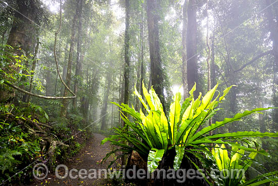 Bird's-nest Fern in rainforest draped in mist. Dorrigo National Park, part of the Gondwana Rainforests of Australia World Heritage Area. Dorrigo, NSW, Australia. Inscribed on the World Heritage List in recognition of its outstanding universal value. Photo - Gary Bell Bird's-nest Fern in rainforest draped in mist. Dorrigo National Park, part of the Gondwana Rainforests of Australia World Heritage Area. Dorrigo, NSW, Australia. Inscribed on the World Heritage List in recognition of its outstanding universal value. Photo - Gary Bell