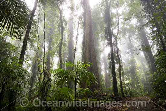 Bruxner Park Rainforest photo