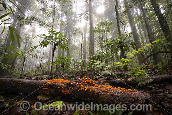 Rainforest with fungi draped in mist in the Dorrigo National Park, part of the Gondwana Rainforests of Australia World Heritage Area. Dorrigo, NSW, Australia. Inscribed on the World Heritage List in recognition of its outstanding universal value. Photo - Gary Bell Rainforest with fungi draped in mist in the Dorrigo National Park, part of the Gondwana Rainforests of Australia World Heritage Area. Dorrigo, NSW, Australia. Inscribed on the World Heritage List in recognition of its outstanding universal value. Photo - Gary Bell