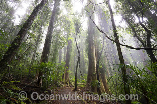 Bruxner Park Rainforest photo