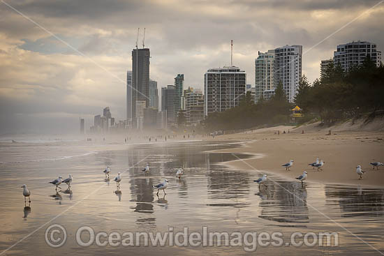 Surfers Paradise beach and city. Gold Coast, Queensland, Australia. Photo - Gary Bell