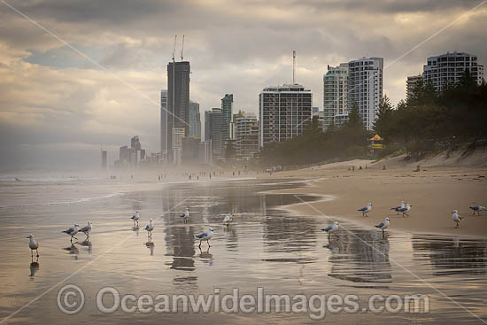 Surfers Paradise beach and city. Gold Coast, Queensland, Australia. Photo - Gary Bell Surfers Paradise beach and city. Gold Coast, Queensland, Australia. Photo - Gary Bell
