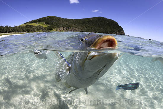 Spangled Emperor (Lethrinus nebulosus) on the surface. Ned's Beach, Lord Howe island, Australia. Photo - Vanessa Mignon Spangled Emperor (Lethrinus nebulosus) on the surface. Ned's Beach, Lord Howe island, Australia. Photo - Vanessa Mignon