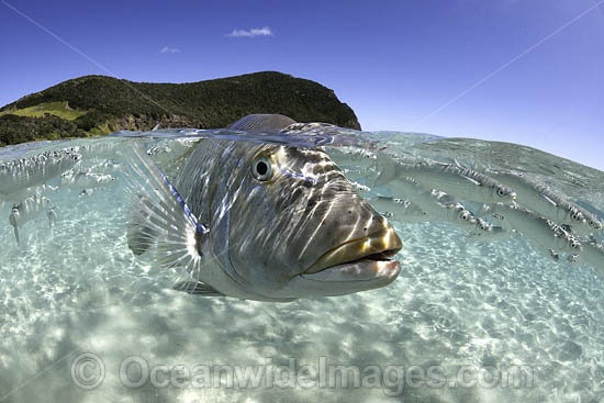 Spangled Emperor (Lethrinus nebulosus) on the surface. Ned's Beach, Lord Howe island, Australia. Photo - Vanessa Mignon