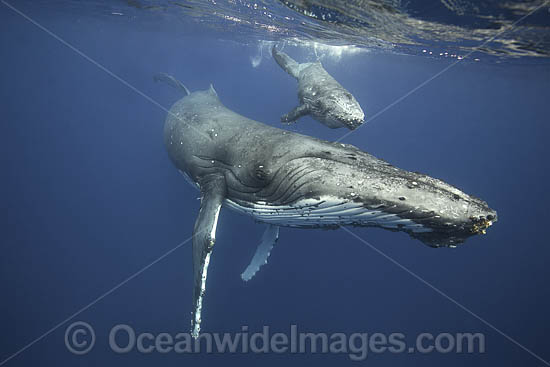 Humpback Whale underwater photo