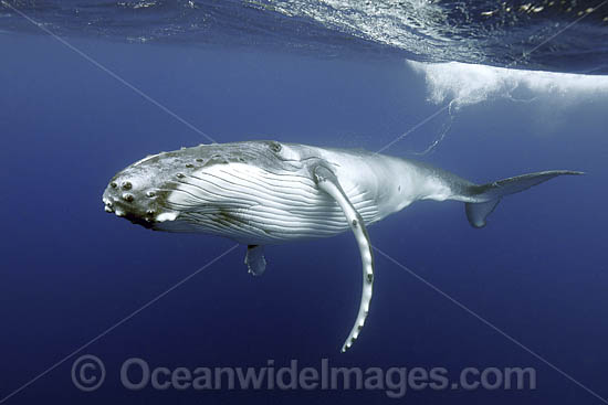 Humpback Whale underwater photo Humpback Whale underwater photo