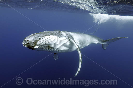 Humpback Whale underwater photo