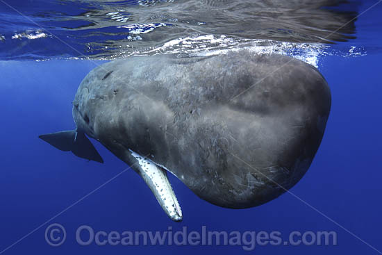 Sperm Whale tail fluke underwater photo