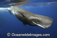 Sperm Whale tail fluke underwater Photo - Vanessa Mignon