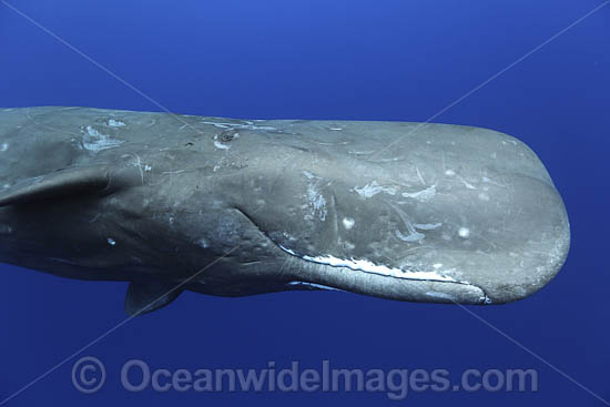 Sperm Whale tail fluke underwater photo
