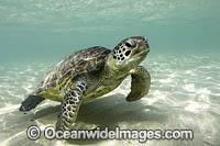 Green Sea Turtle Photo - Vanessa Mignon